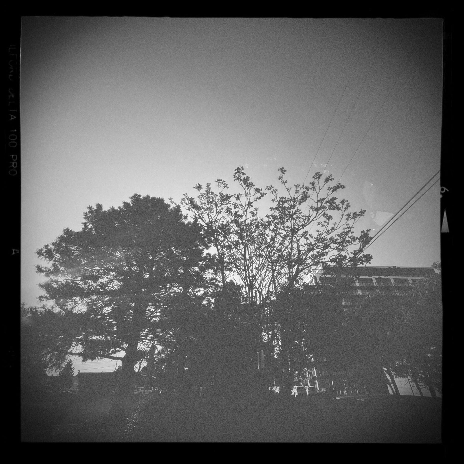 Halgo 120 medium-format sample photo